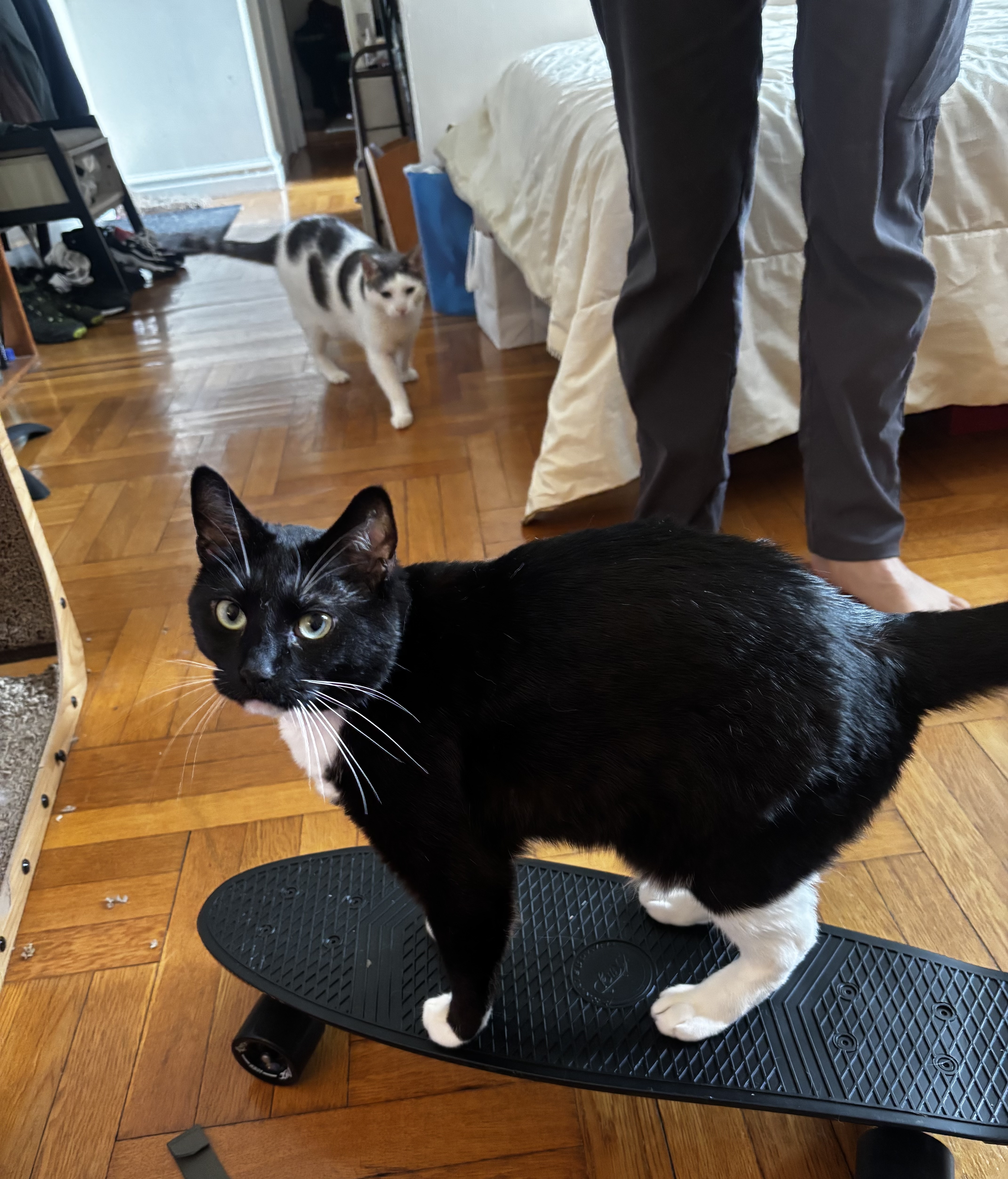 Rygel is standing on the skateboard looking somewhat annoyed at the camera